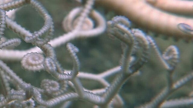 Observe the delicate dance of Gorgonocephalus eucnemis. Glimpse into the enchanting world of this brittle star, its branching arms gracefully swaying. A wonder of marine biodiversity.