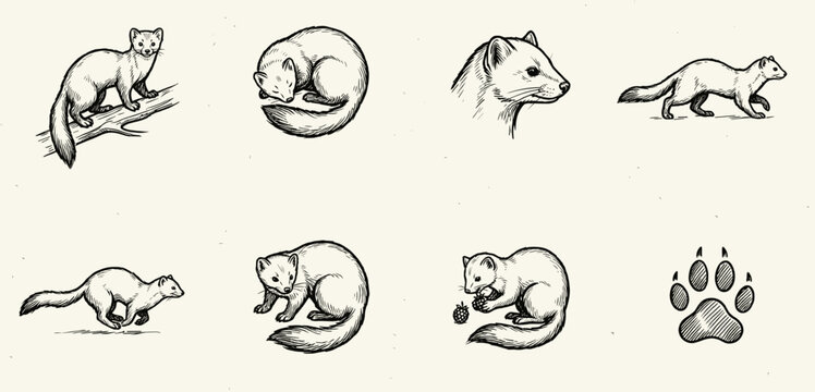 Hand drawn sketch of marder tier in various poses cute woodland animal line art collection isolated white background vector illustration
