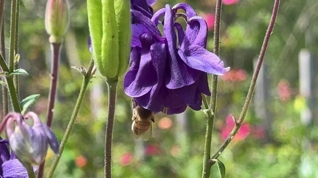 Honey Bee Polinating a Purple Spring Flower