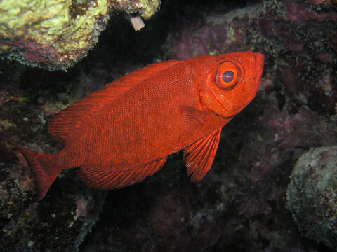 Vibrant Red Squirrelfish Close-Up with Large Eye on Coral Reef Underwater