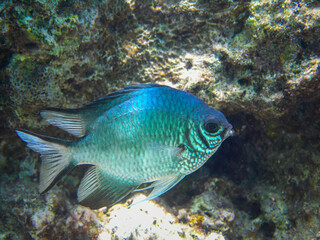 Fototapeta premium Close-Up of Blue Damselfish Swimming Over Coral Reef in Tropical Waters