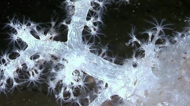 Translucent soft coral sways underwater. Its delicate, branching structure and waving polyps are visible in the low light environment, creating an ethereal underwater vista.