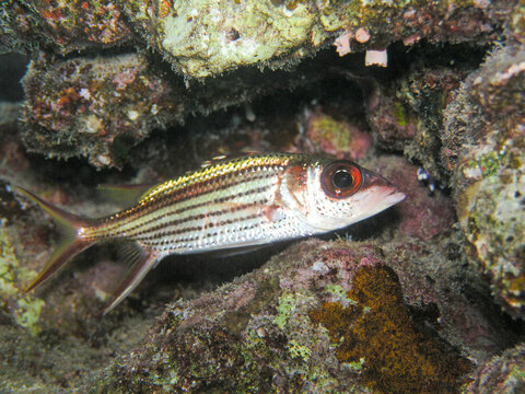 Close-Up of Squirrelfish with Red Eye Among Coral Reef Rocks