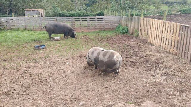 Spotted pig wallowing in mud on an organic farm