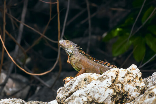 Green iguana in South Florida. USA