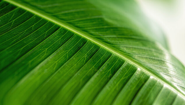 Broad green leaf surface showing parallel veins in horizontal framing.