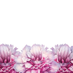Pink peony horizontal border with layered petals and soft gradients. Watercolor hand drawn floral arrangement ideal for top or bottom decoration in invitations, stationery, packaging, botanical design © el_suhova