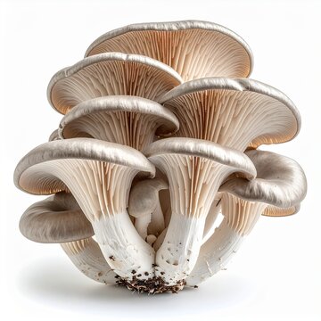 Pleurotus ostreatus . edible oyster mushroom