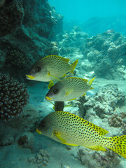 Obraz premium Three Spotted Sweetlips Fish Swimming Over Sandy Coral Reef