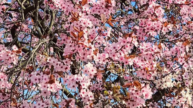 Vibrant pink cherry blossoms swaying in a gentle breeze under natural sunlight, sunny spring day