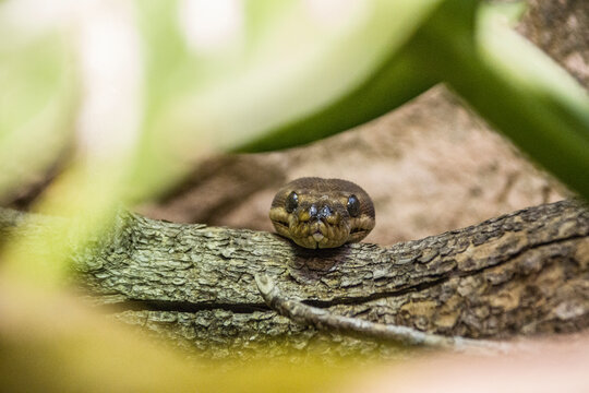 Rauschuppenpython (Morelia carinata)