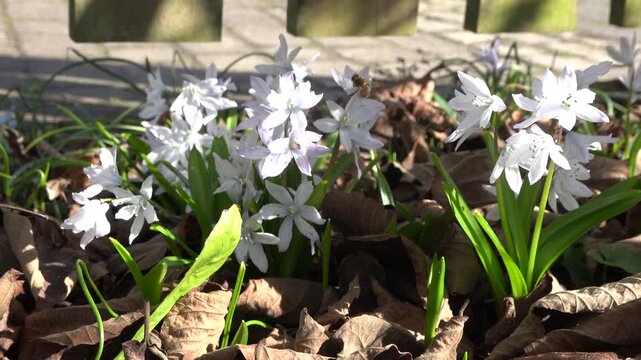 Mischtschenko-Blaustern (Scilla mischtschenkoana), Weilerswist, Nordrhein-Westfalen, Deutschland