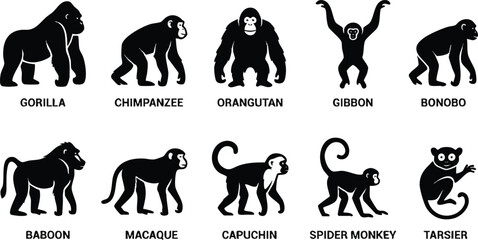Black Silhouettes of Ten Different Primate Species with Names. © rama coloring studio