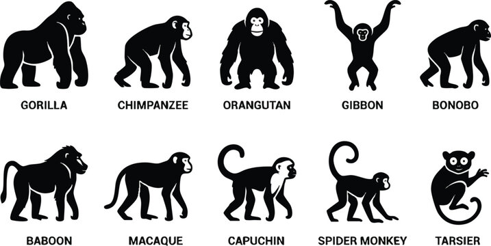 Black Silhouettes of Ten Different Primate Species with Names.