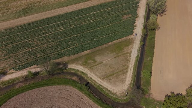Drone View Green Pea and Bean Field Rows Italy