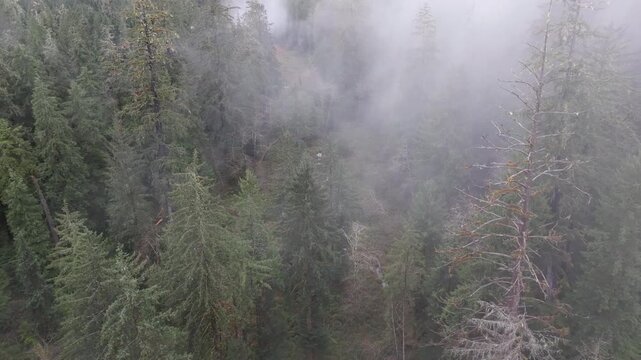 Aerial flight over a misty and foggy old growth forest and wetland