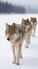 Fototapeta premium Majestic wolves trotting in single file across frozen landscape