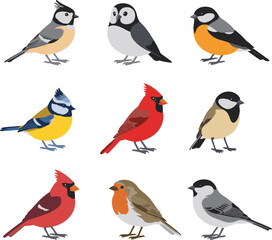 Fototapeta premium Collection Of Nine Different Bird Illustrations animal