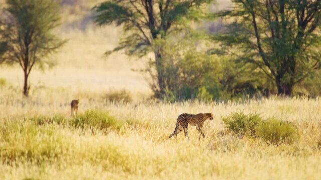 A wide angle shot an African Leopard (Cheetah) Panthera pardus walking in Savanah