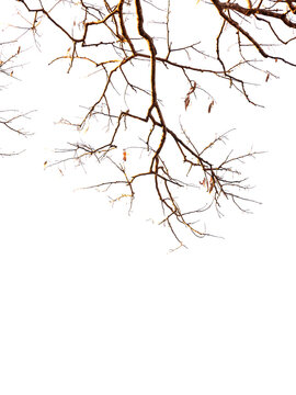 A beleza do galho seco da &aacute;rvore Farinha seca.