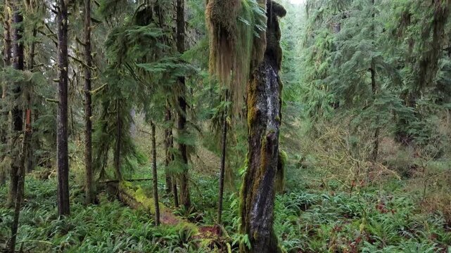 Aerial rising reveal of mossy old growth tree in a temperate rainforest
