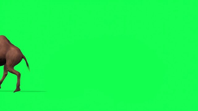 4k Arabian camel run enter on the left side and exit animation side view on isolated Green Screen, 3D one-humped Dromedary camel run rendering on chroma key, animation video for your rhymes, stories