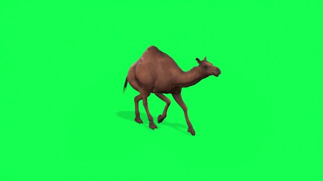 4k camel run enter on the left side and exit on the right side animation on isolated Green Screen, 3D one-humped Dromedary camel run rendering on the chroma key, animation video for your rhymes