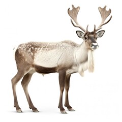 Obraz premium The majestic reindeer with large palmated antlers standing on white studio background