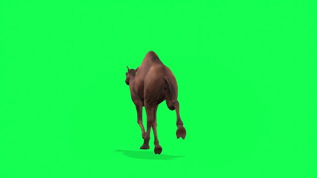 4k Arabian camel run cycle loop back view animation on isolated Green Screen Animal, 3D Realistic one-humped Dromedary camel running rendering on the chroma key, animation video for your rhymes