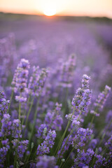Fototapeta premium Lavender field. Blossom summer field