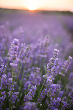 Lavender field. Blossom summer field