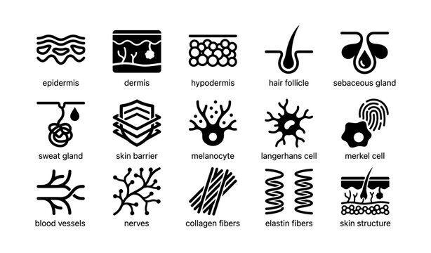 Dermatology icons: epidermis, dermis, hypodermis, hair follicle, sebaceous gland