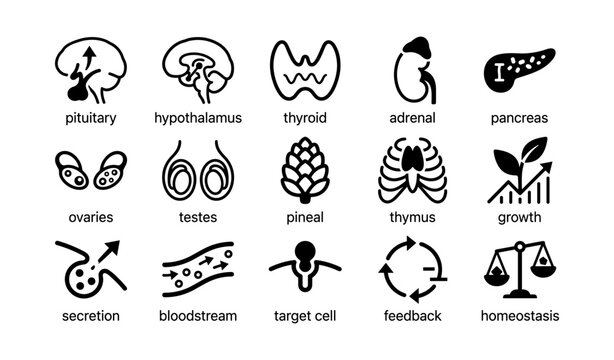 Endocrine system icons representing glands and functions for biology study