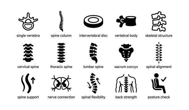 Icons of spine anatomy: vertebrae, discs, and posture elements
