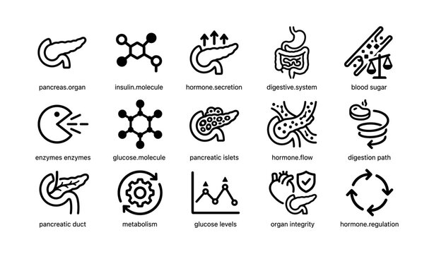 Pancreas functions and hormone regulation in human digestive system