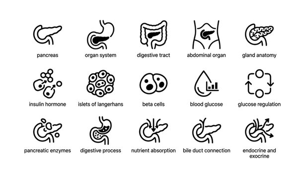 Pancreas anatomy and function icons: organ system and digestive processes