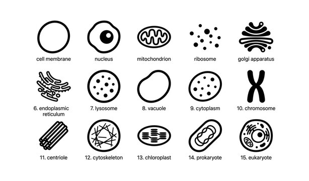 Cell structure icons: membrane, nucleus, mitochondrion, golgi apparatus, lysosome
