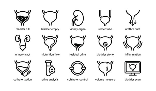 Urinary system icons: bladder, kidney, urethra, urinary tract, catheterization