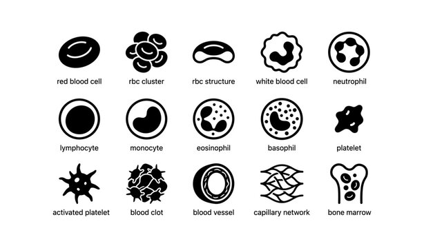Diagram of various blood cells and structures with labels
