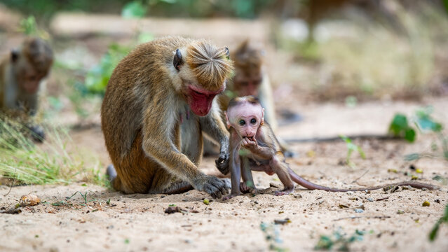 Endemic Sri Lankan Toque macaque (Macaca sinica) mother with her curious baby in a natural forest environment.