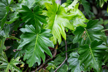 Lush Green Philodendron Selloum Leaves in a Tropical Garden Setting  © Pak Lang