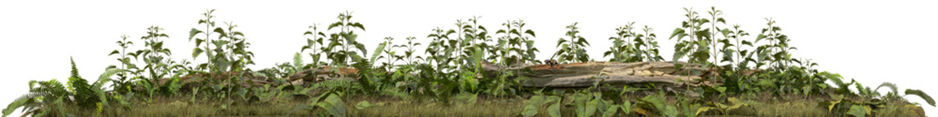 Naklejka premium Dense overgrown vegetation patch with mixed plants and natural ground texture isolated