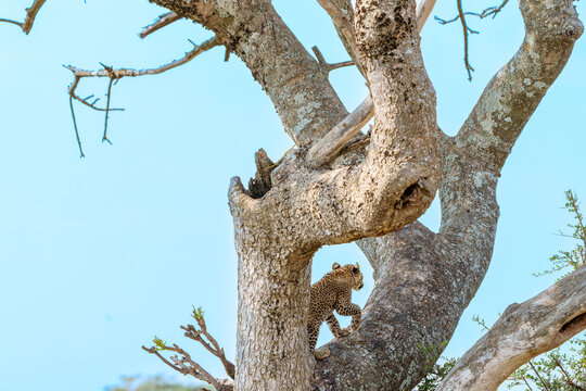 Young African leopard or Panthera pardus pardus climbing tree in search of parent