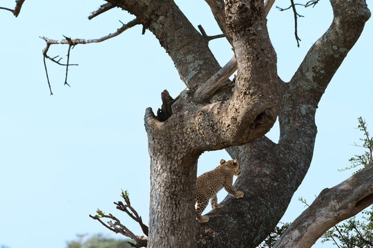 Young African leopard or Panthera pardus pardus climbing tree in search of parent