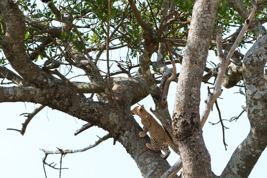 Young African leopard or Panthera pardus pardus climbing tree in search of parent