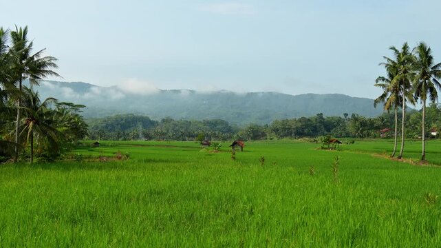 Serene morning mist over lush green rice fields in Indonesia with palm trees and a distant mountain backdrop. Ideal for travel, nature, and sustainability themes. Cilacap, Indonesia.