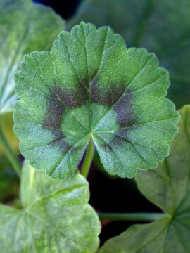 close up of a green leaf