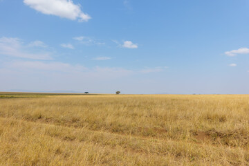Fototapeta premium expansive landscape with small distant acacia tree in Serengeti National Park in Tanzania.