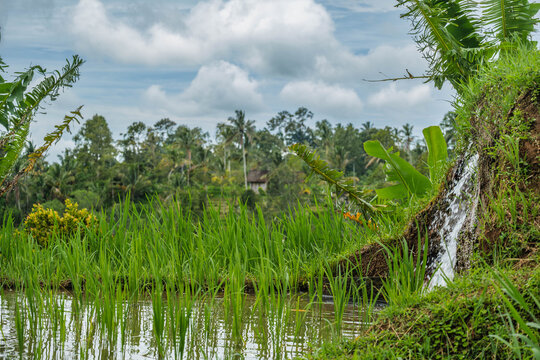 Irrigation Waterfall Pouring into a Rice Paddy
