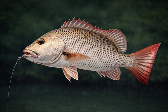 Mangrove jack